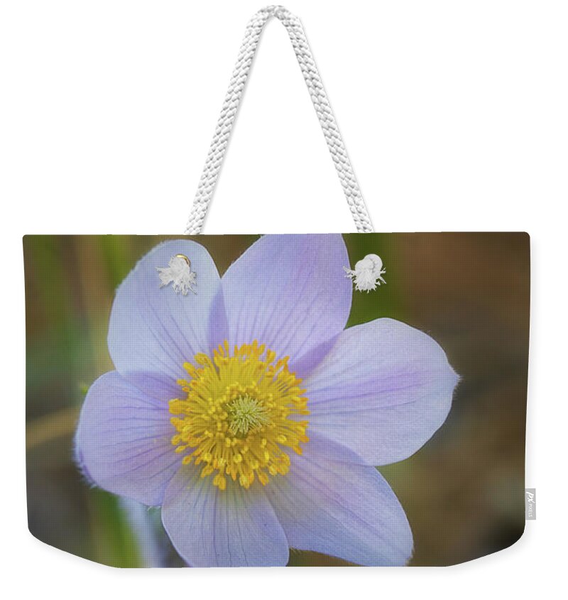 Pasque Flower Weekender Tote Bag featuring the photograph Pasque Flower #4 by Bob Falcone