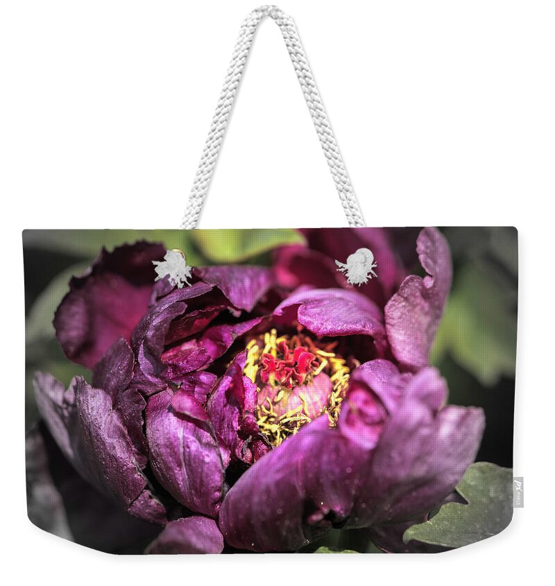 Flower Weekender Tote Bag featuring the photograph Tree Peony #4 by Cathy Donohoue