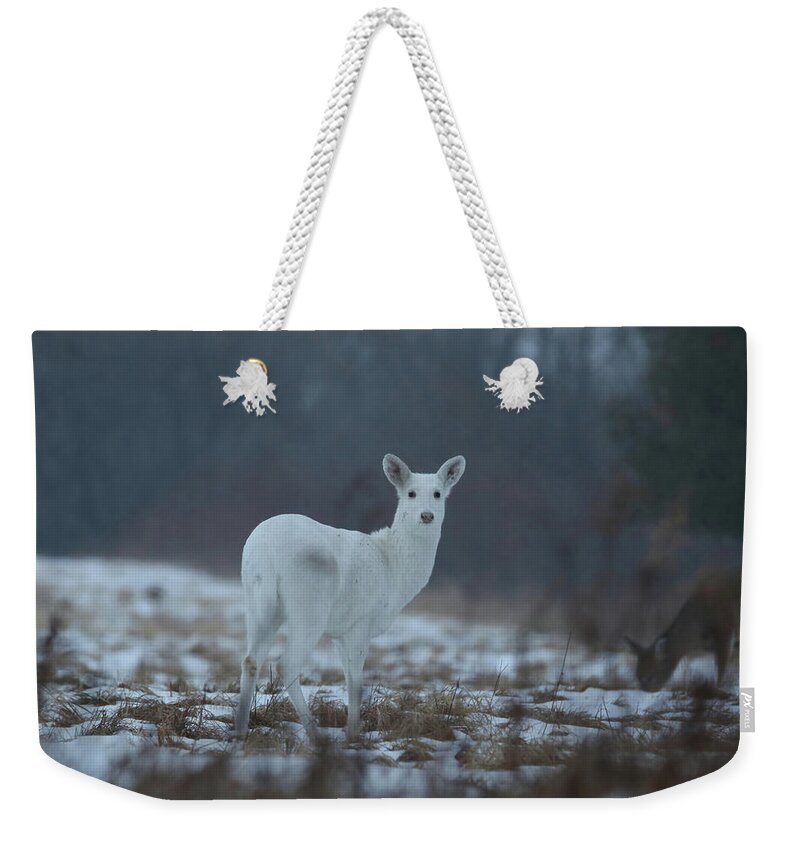 White Weekender Tote Bag featuring the photograph White Deer #4 by Brook Burling