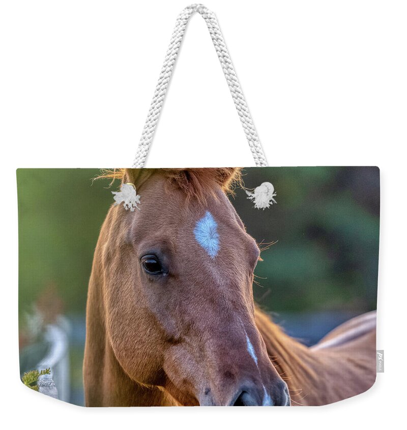 Airey Weekender Tote Bag featuring the photograph Autumn Horses of Uxbridge #5 by Dee Potter