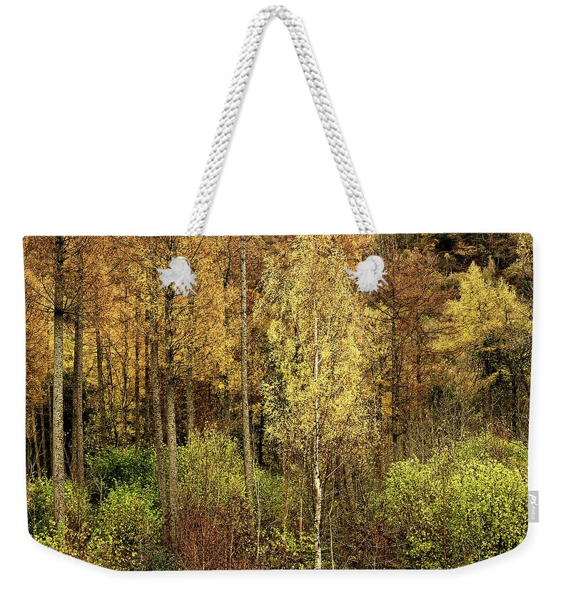 50 Shades Gold Golden Autumn Wonderland Fall Smart Uk Woodland Woods Forest Trees Foliage Leaves Beautiful Birch Crown Beauty Landscape Rich Colors Yellow Delightful Magnificent Mindfulness Serenity Inspirational Serene Tranquil Tranquillity Magic Charming Atmospheric Aesthetic Attractive Picturesque Scenery Glorious Impressionistic Impressive Pleasing Stimulating Magical Vivid Trunks Effective Green Bushes Delicate Gentle Joy Enjoyable Relaxing Pretty Uplifting Poetic Orange Red Fantastic Tale Weekender Tote Bag featuring the photograph Fifty Shades Of Gold by Tatiana Bogracheva