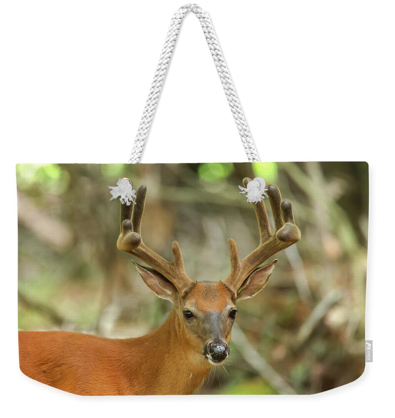 Whitetail Buck Weekender Tote Bag featuring the photograph Whitetail Buck #51 by Brook Burling