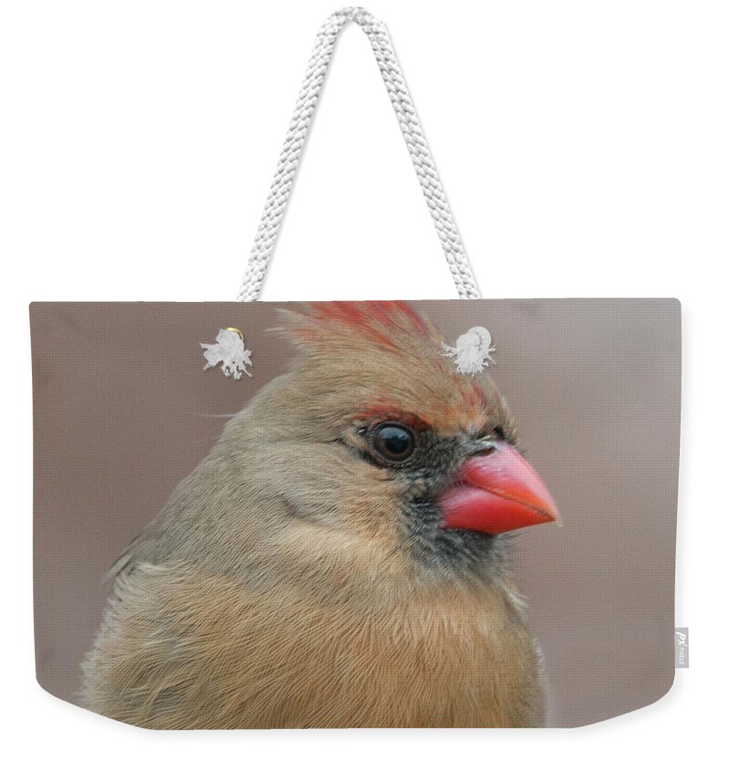 Female Cardinal Weekender Tote Bag featuring the photograph Female Cardinal #6 by Diane Giurco