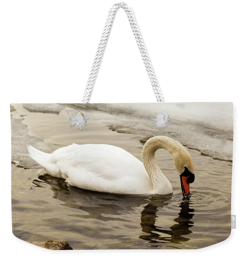 Cygnus Weekender Tote Bag featuring the photograph Mute swan #7 by SAURAVphoto Online Store