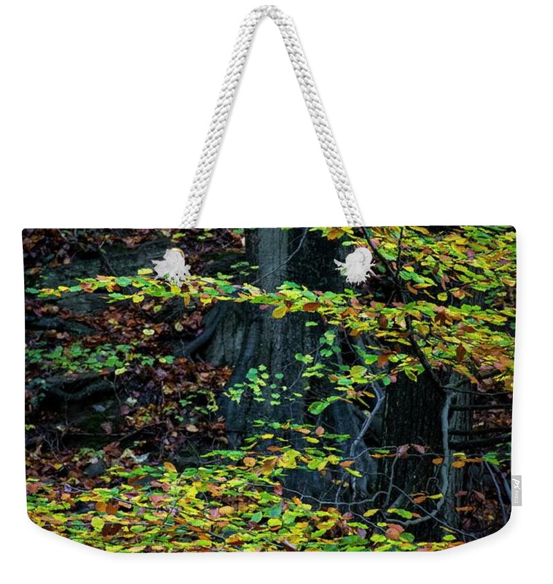 Autumn Colors Weekender Tote Bag featuring the photograph Autumn vibes #8 by Robert Grac