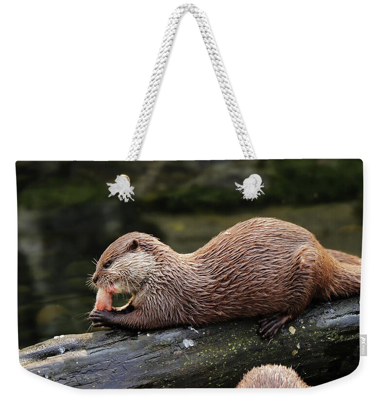 Asian Small-clawed Otter Weekender Tote Bag featuring the photograph A asian small clawed otter lying on big tree trunk and eating small piece of meal or some small fish on dinner. After that she deserved some relaxing by Vaclav Sonnek