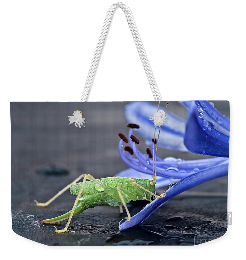 Beauty Beast Cricket Agapanthus Flower Insect Green Drinking Feeding Blue Action Macro Close Up Delightful Nature Beautiful Fantastic Magical Poetic Colorful Vivid Bright Humor Funny Fun Bizarre Thirsty Water Drops Climbing Climber Dew Weekender Tote Bag featuring the photograph A BEAUTY AND A BEAST- the climber by Tatiana Bogracheva