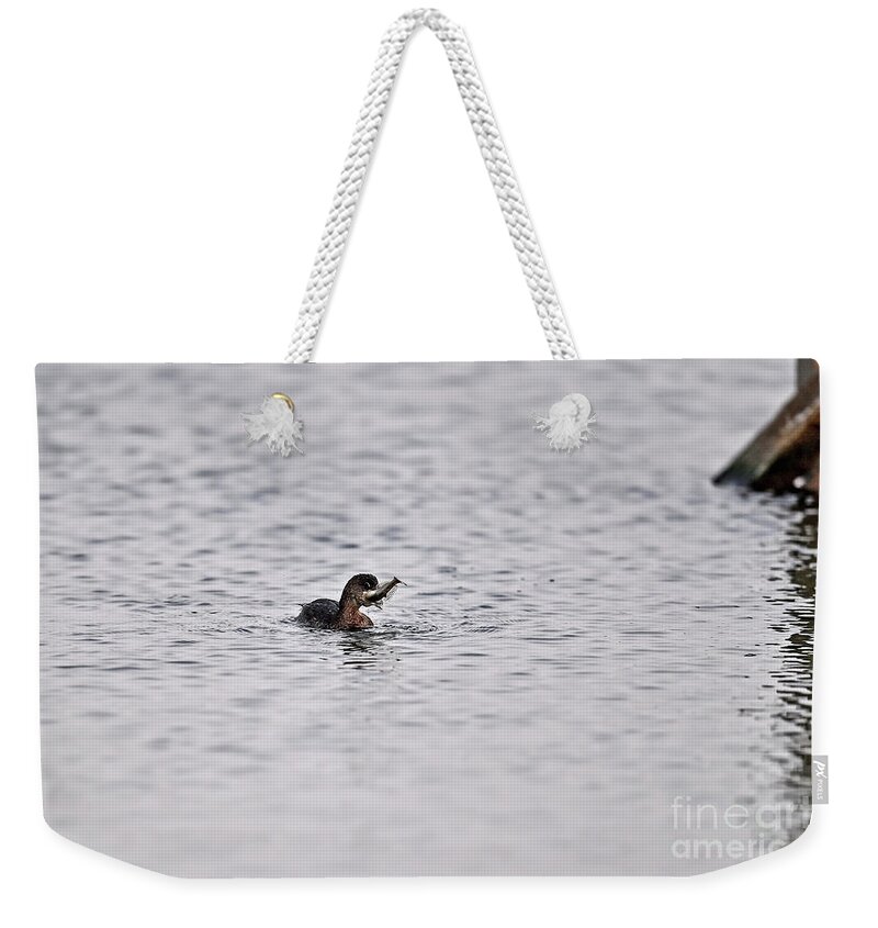 Pied-billed-grebe Weekender Tote Bag featuring the photograph A bit too big catch for this Pied-billed Grebe by Amazing Action Photo Video