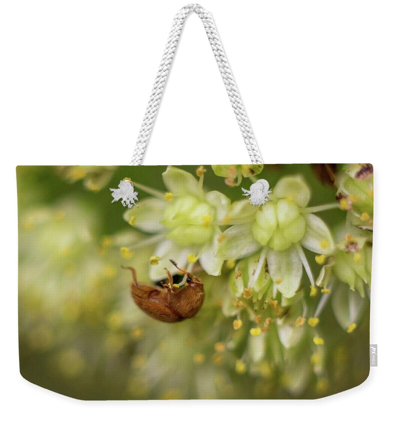 Nature Weekender Tote Bag featuring the photograph A brown bug was feasting on flower nectar on a warm summer evening by Maria Dimitrova