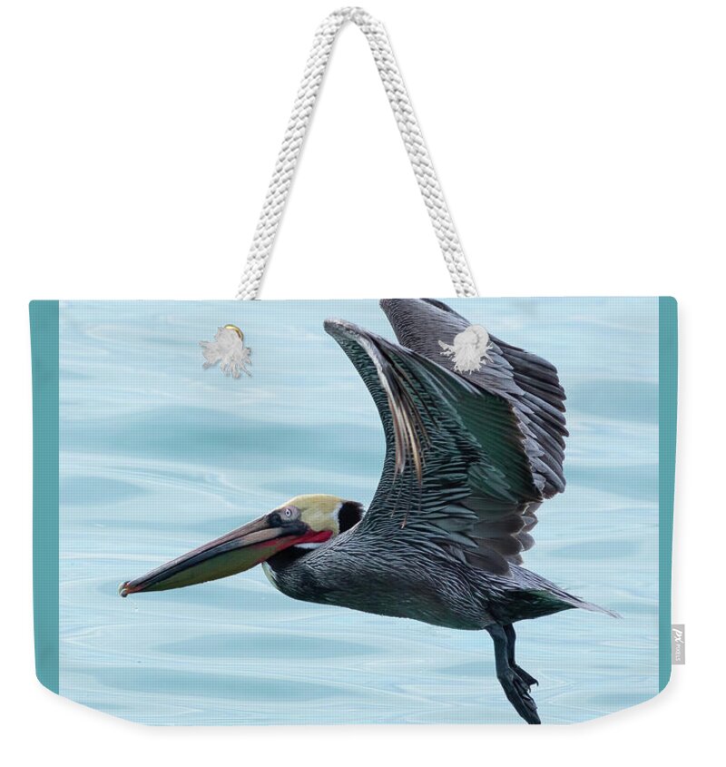 Pelican Weekender Tote Bag featuring the photograph A Brown Pelican In Breeding Plumage by Mark Harrington