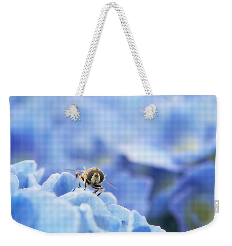 Hoverfly Weekender Tote Bag featuring the photograph A closeup of a Hoverfly on a blue Hydrangea flower. by Sharon Talson