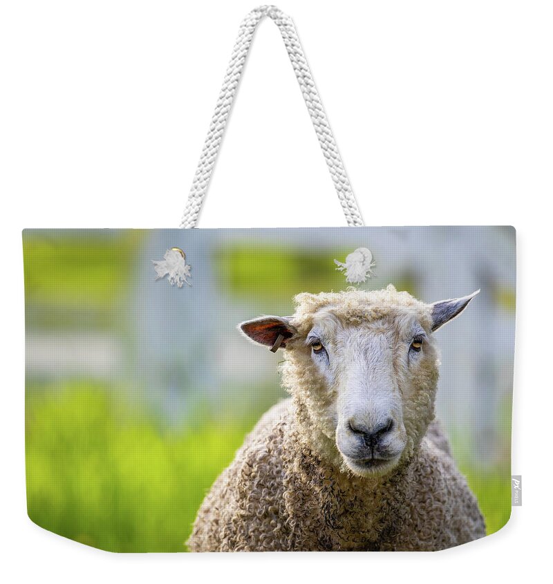 Sheep Weekender Tote Bag featuring the photograph A Colonial Williamsburg Ewe by Rachel Morrison
