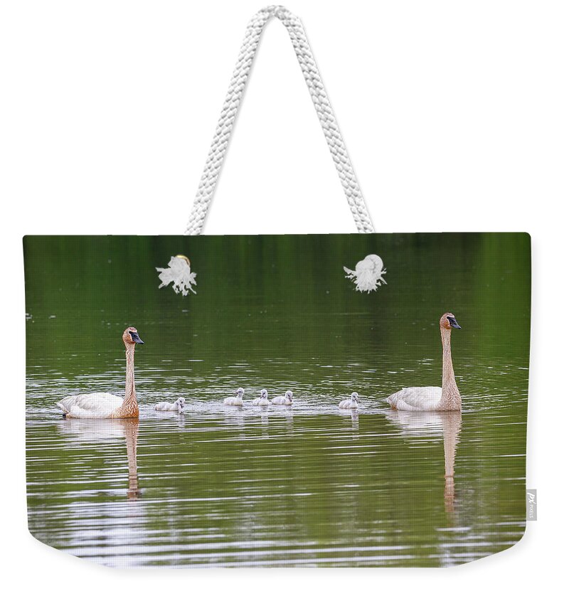 Trumpeter Swan Weekender Tote Bag featuring the photograph A Family Of Trumpeter Swans by Dale Kincaid