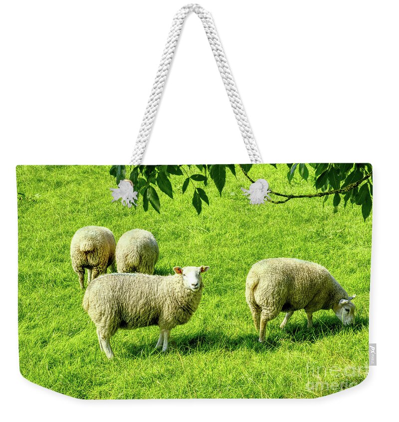 Sheep Weekender Tote Bag featuring the photograph A flock of sheep in a field in Heywood, Grt Manchester, England, UK by Pics By Tony
