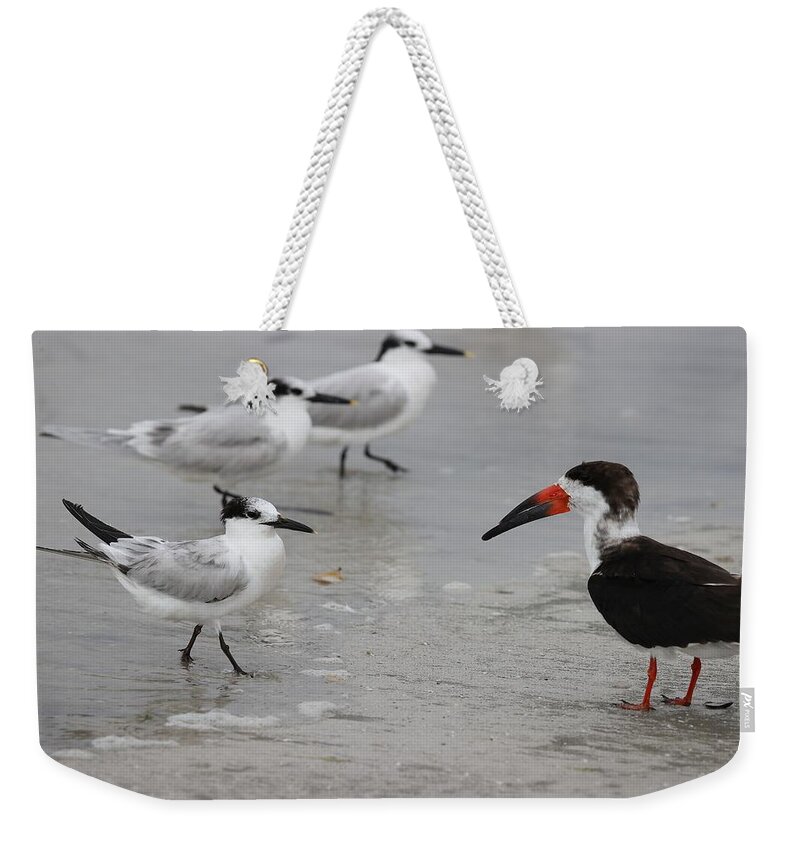 Terns Weekender Tote Bag featuring the photograph A Friendly Encounter by Mingming Jiang
