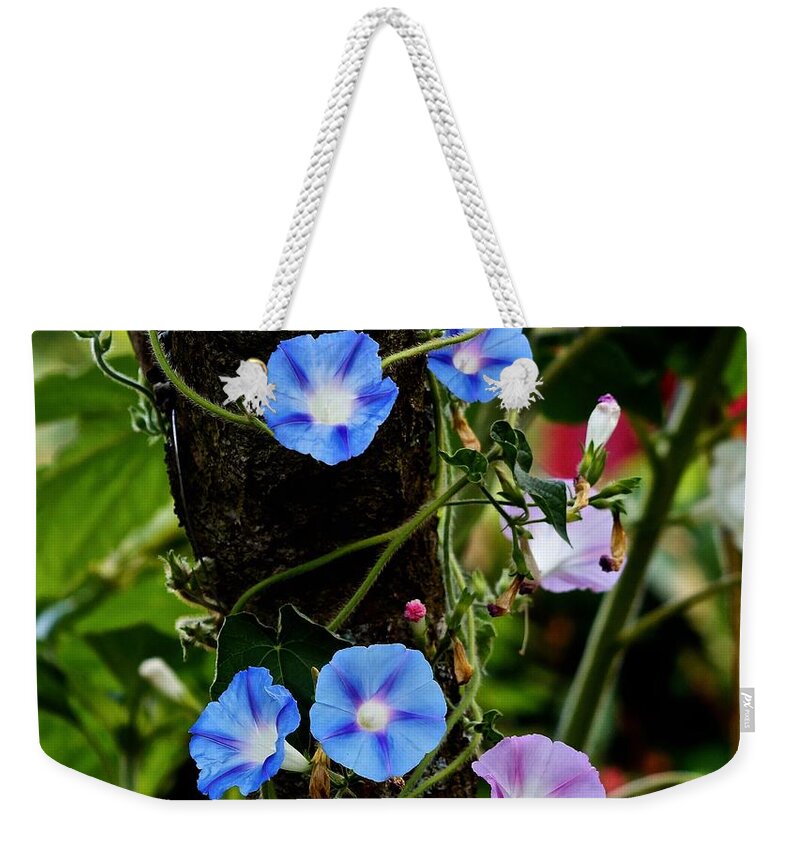 Morning Glory Weekender Tote Bag featuring the photograph A glorious mornng by Richard Cummings