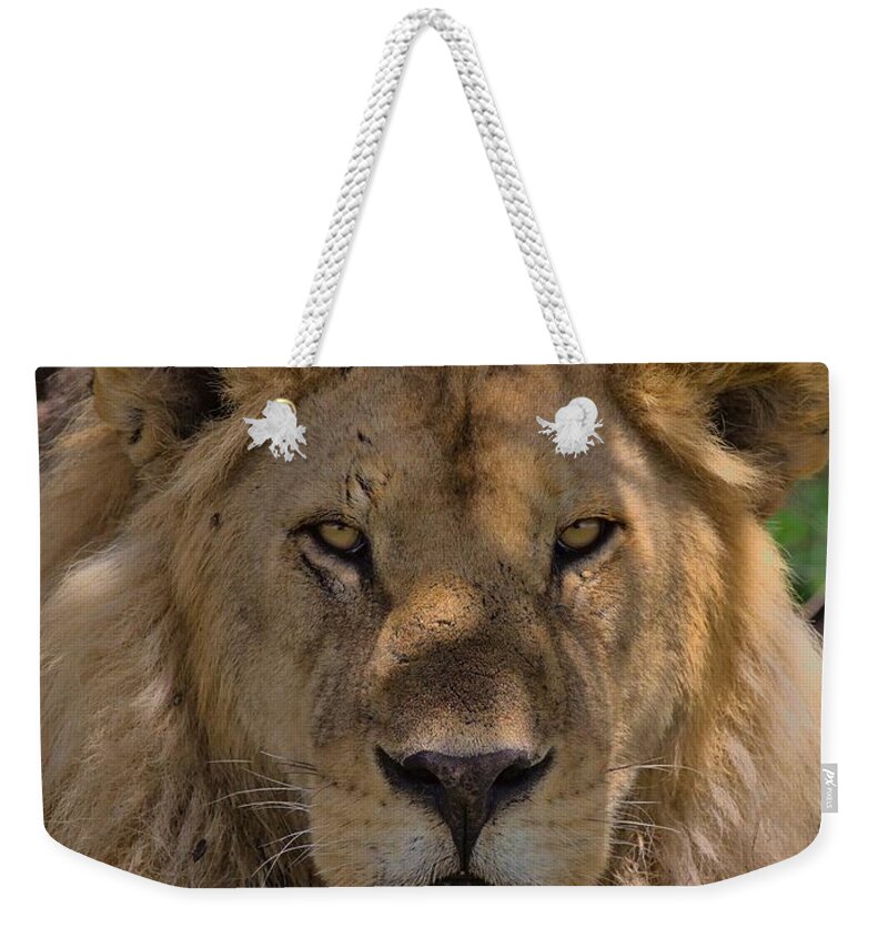 Lion Weekender Tote Bag featuring the photograph A hunter's gaze from the shadows by Nirav Shah