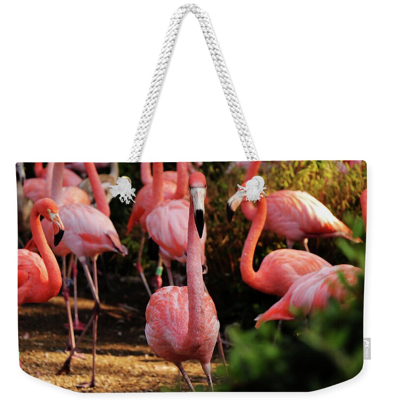 American Flamingo Weekender Tote Bag featuring the photograph American flamingo - Hey, you stay by Vaclav Sonnek