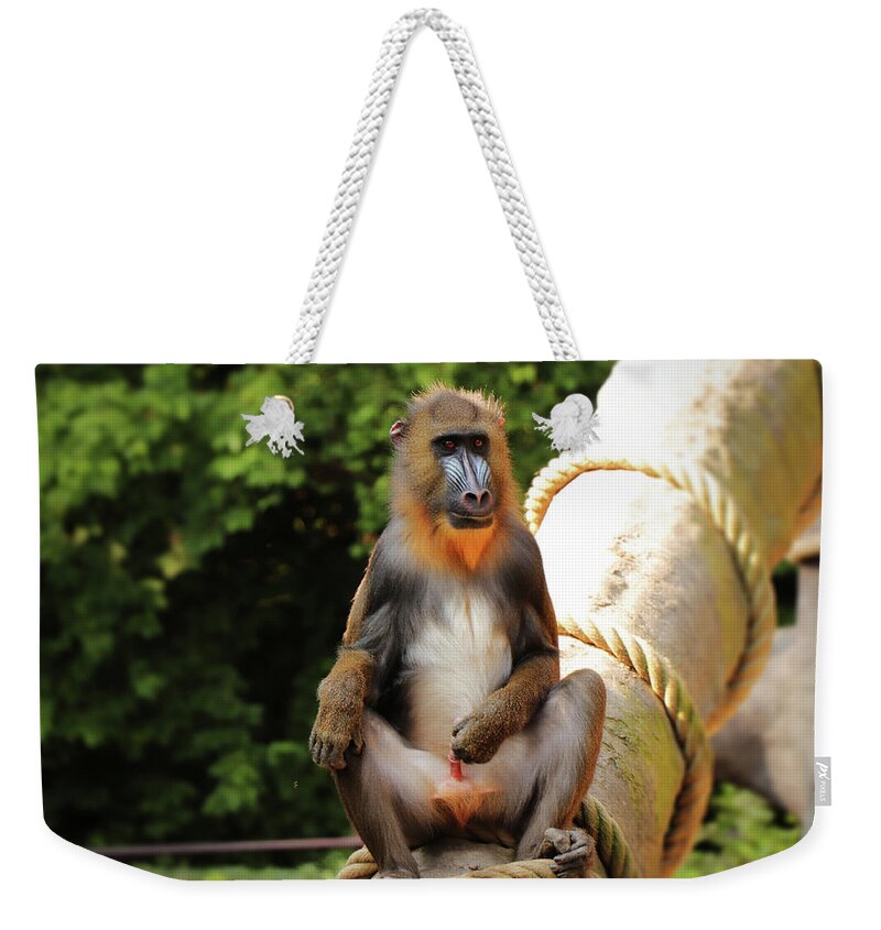 Mandrill Weekender Tote Bag featuring the photograph Mandrillus sphinx sitting on the trunk by Vaclav Sonnek