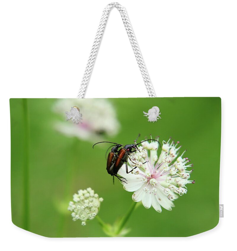 Stenurella Melanura Weekender Tote Bag featuring the photograph Mating between Stenurella melanura on white clover by Vaclav Sonnek