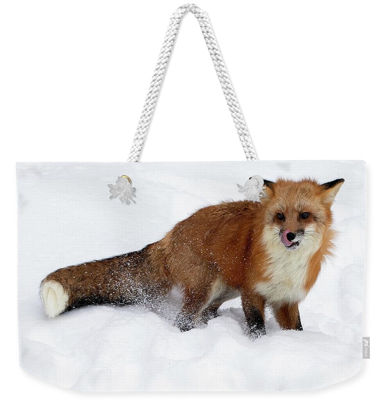 Fox Weekender Tote Bag featuring the photograph A Nose Lick by Art Cole