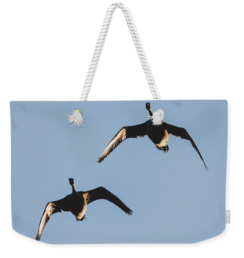 Geese Weekender Tote Bag featuring the photograph A Pair of Geese by Rachel Morrison