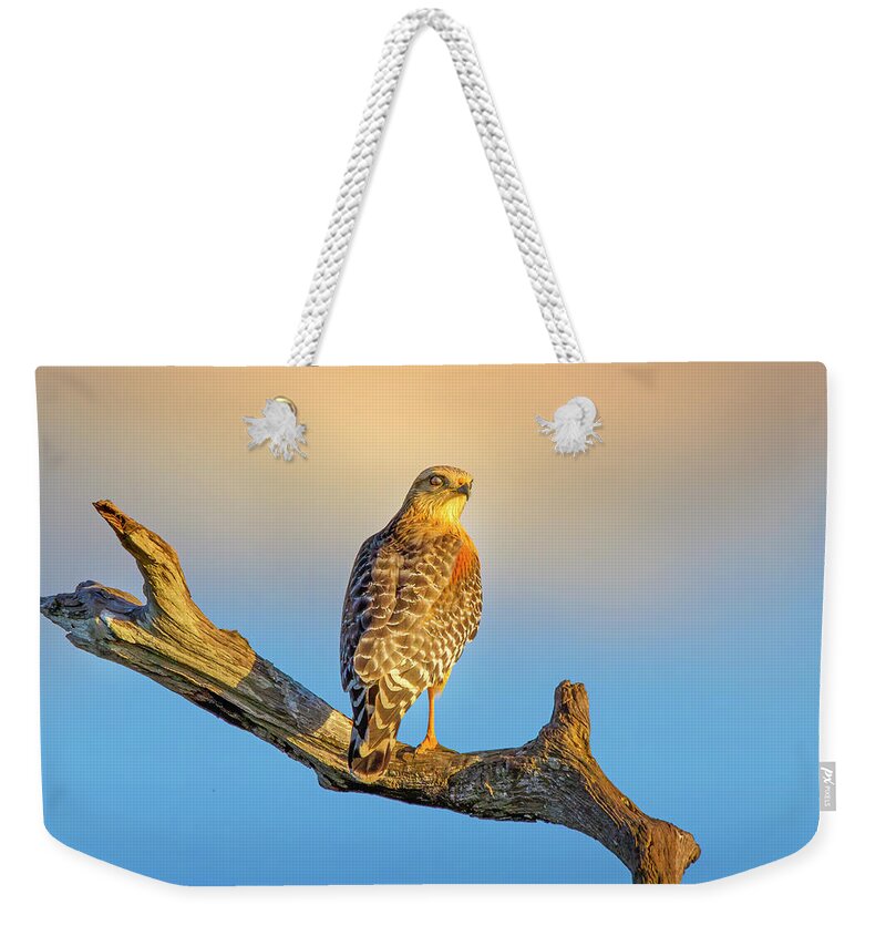 Hawk Weekender Tote Bag featuring the photograph A Red Shouldered Hawk at Sunset by Mark Andrew Thomas