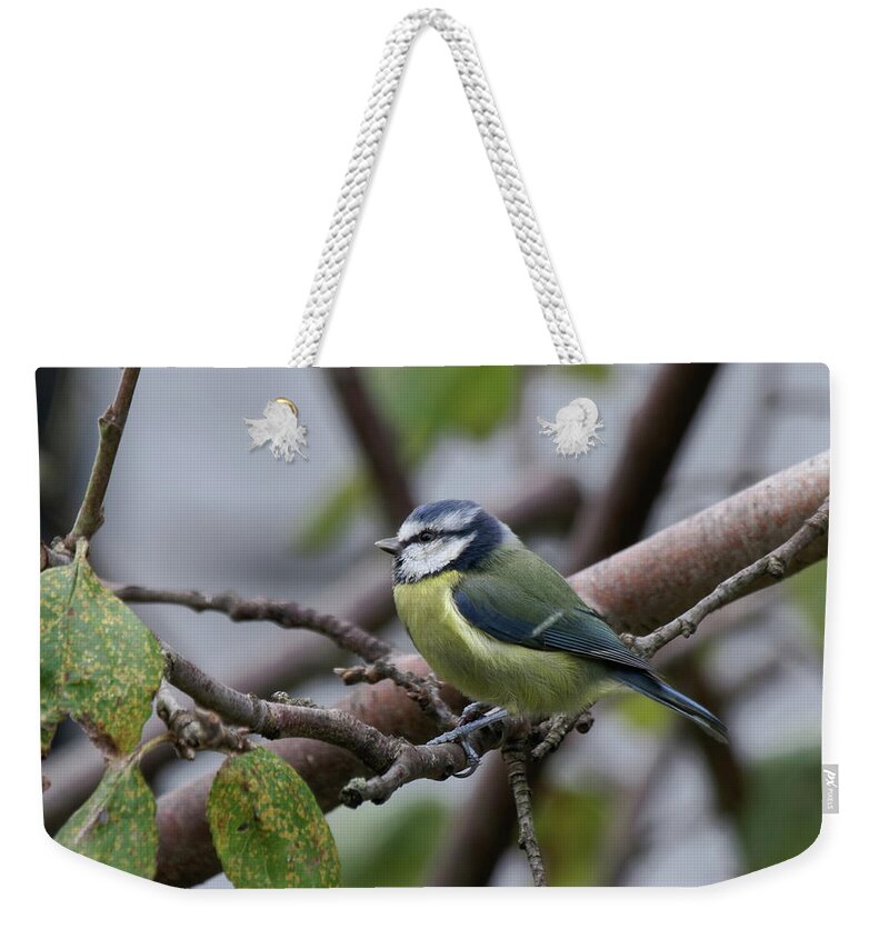 Blue Tit Weekender Tote Bag featuring the photograph A Single Blue Tit by Jeff Townsend