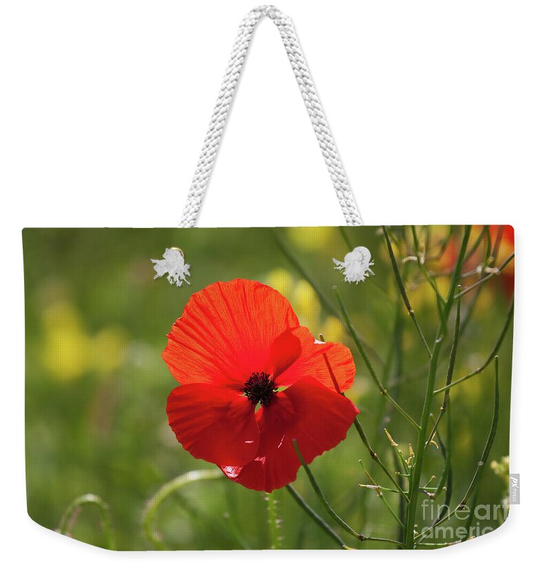 Uk Weekender Tote Bag featuring the photograph A Single Poppy, Yorkshire by Tom Holmes Photography