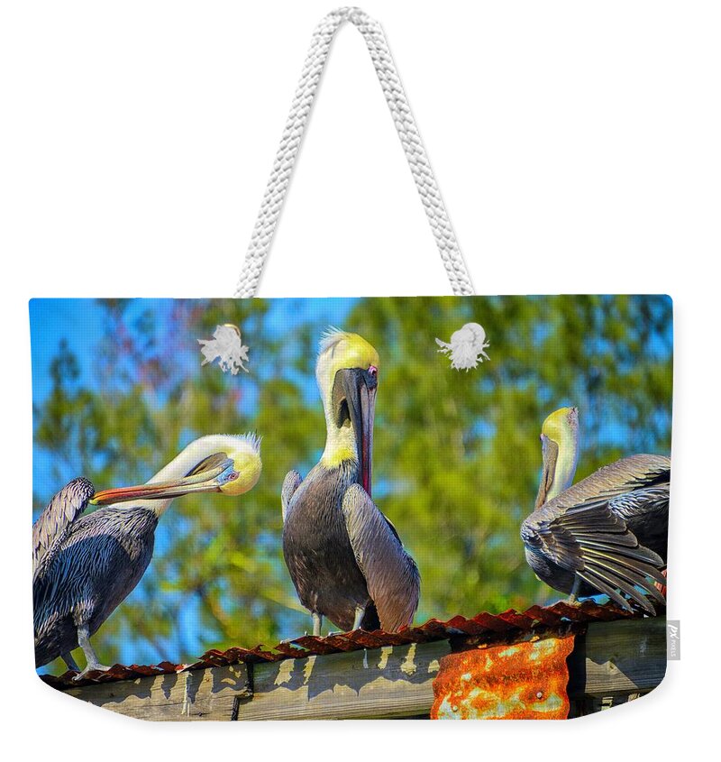 Pelicans Weekender Tote Bag featuring the photograph A Social by Alison Belsan Horton