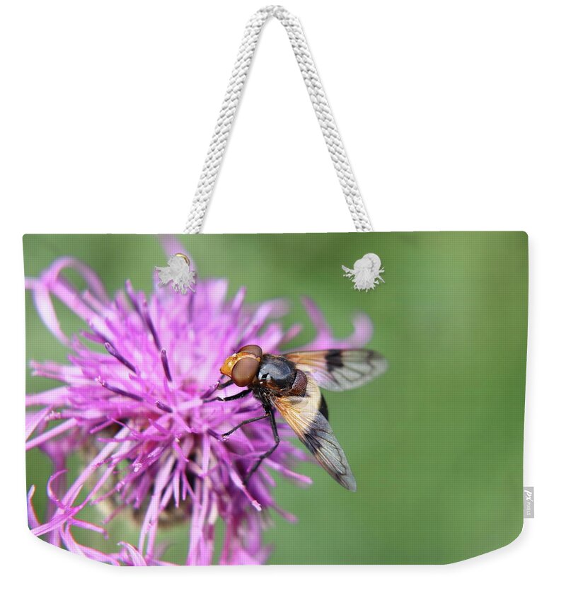 Volucella Pellucens Weekender Tote Bag featuring the photograph A Volucella pellucens pollinating red clover by Vaclav Sonnek