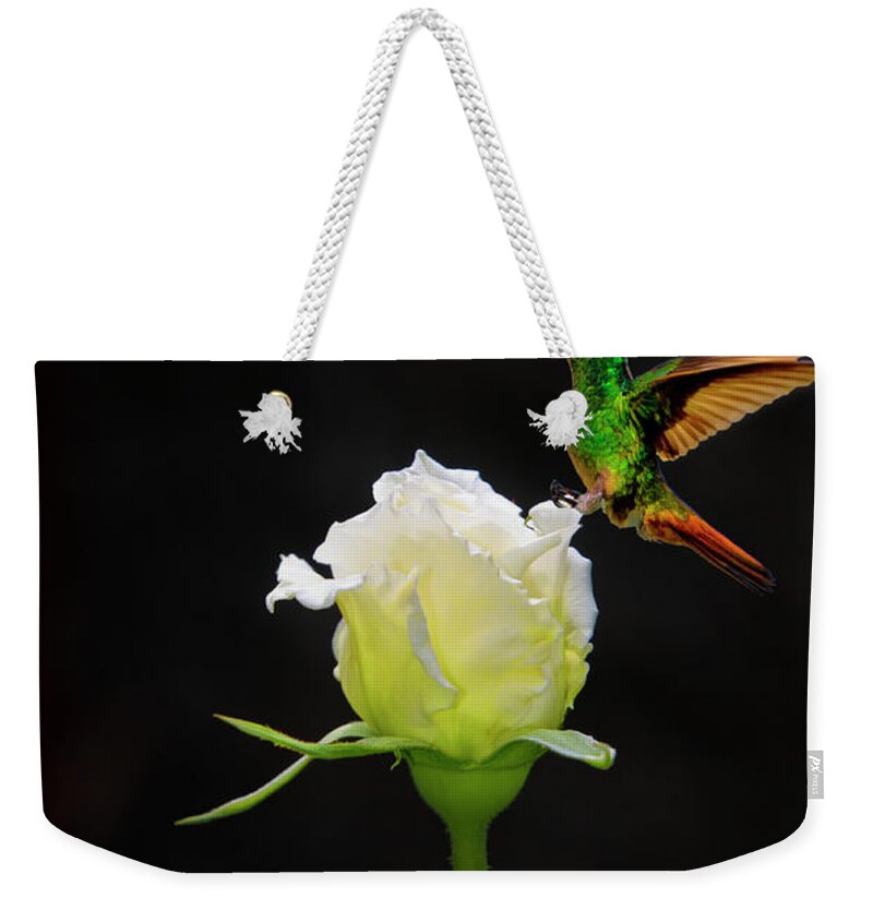2202f Weekender Tote Bag featuring the photograph A White Rosebud Visited By Tom Thumb by Al Bourassa