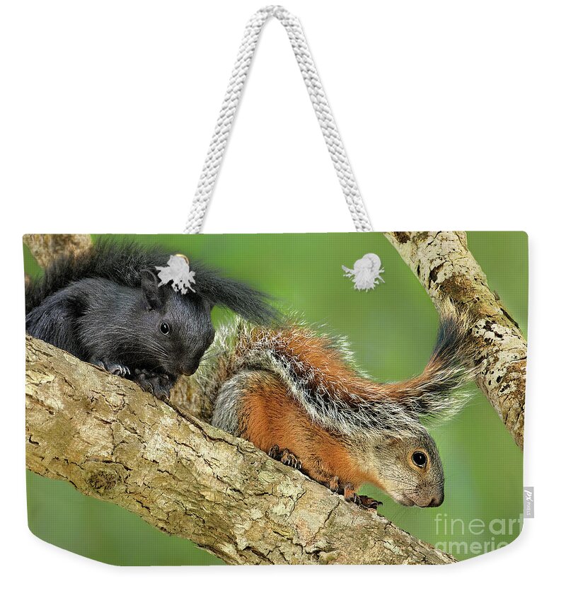 Dave Welling Weekender Tote Bag featuring the photograph A Wild Pair Of Red-bellied Squirrels In Mexico by Dave Welling