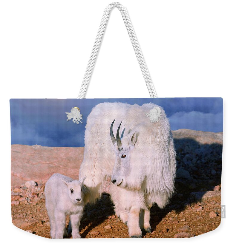 Olena Art Weekender Tote Bag featuring the photograph Above The Clouds. Mother and Kid - A young Rocky Mountain Goat stands inquisitively next to its Mom. by OLena Art