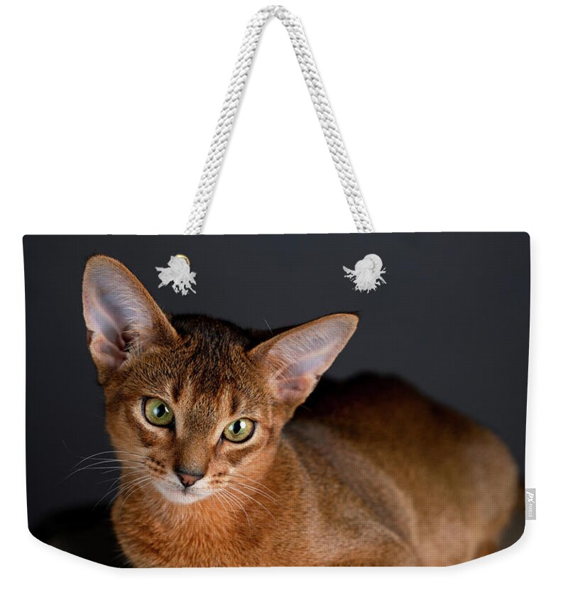 Abyssinian Weekender Tote Bag featuring the photograph Abyssinian Kitten on Suitcase by Nailia Schwarz