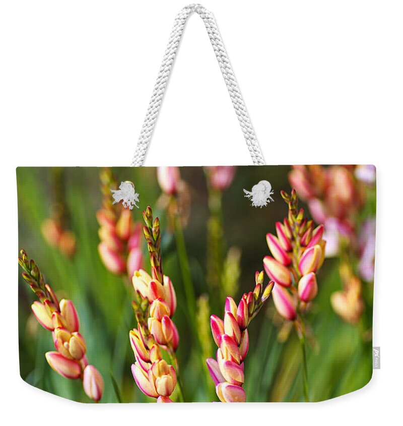 African Corn Lilies Weekender Tote Bag featuring the photograph African Corn Lilies by Joy Watson