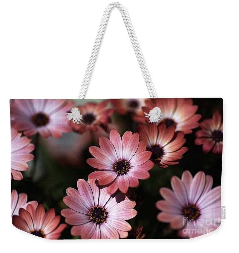 Osteospermum Weekender Tote Bag featuring the photograph African Daisy Zion Red by Joy Watson