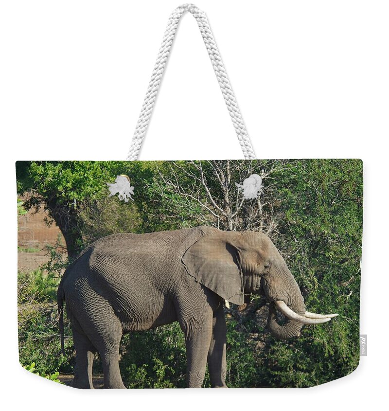 African Elephant Weekender Tote Bag featuring the photograph African Elephant Hanging Out by Heidi Fickinger