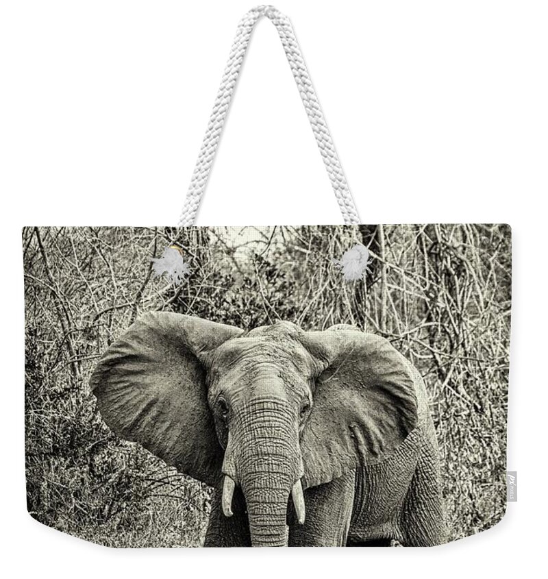 Wildafrica Weekender Tote Bag featuring the photograph African Elephant by Lev Kaytsner