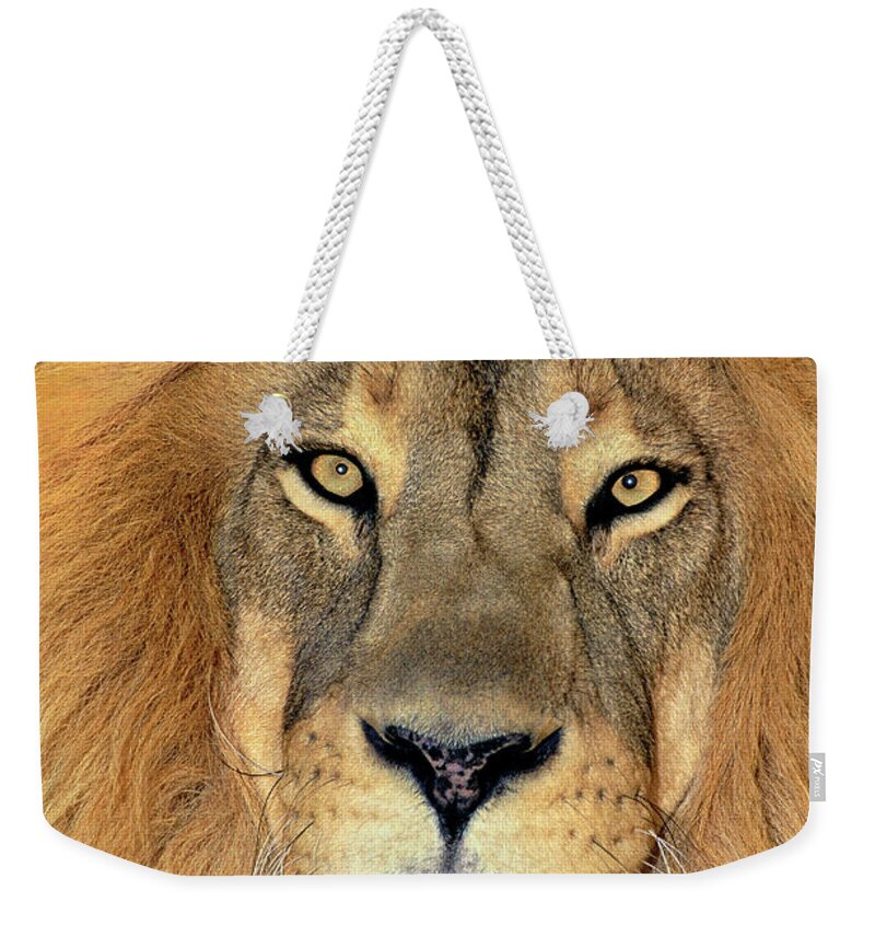 African Lion Weekender Tote Bag featuring the photograph African Lion Portrait Wildlife Rescue by Dave Welling