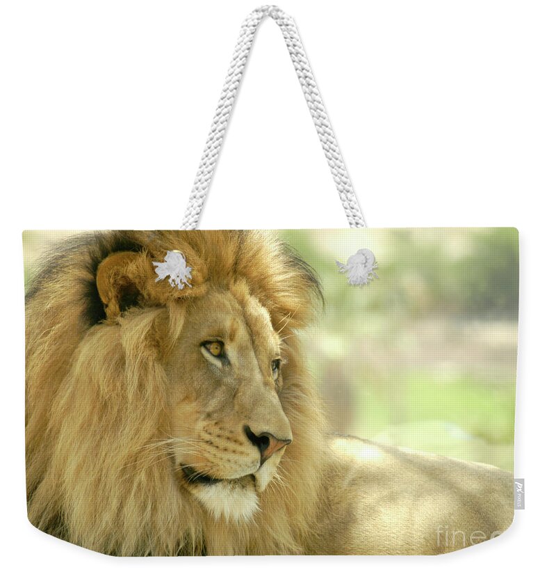 Africa Weekender Tote Bag featuring the photograph African male lion sits in the shade with the rest of his pride. by Gunther Allen