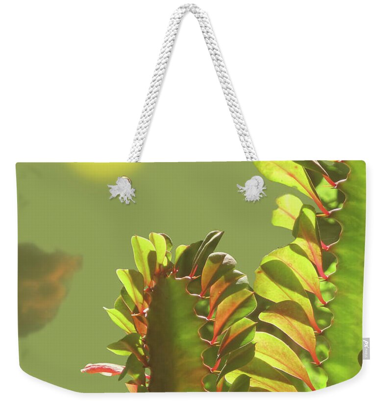 Cactus Weekender Tote Bag featuring the photograph African Milk Tree Cathedral Cactus Euphorbia trigona by Klaus Jaritz
