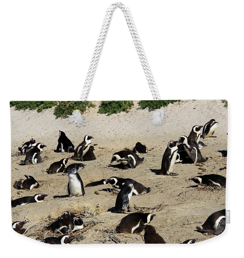 Penguin Weekender Tote Bag featuring the photograph African Penguins - by Richard Krebs
