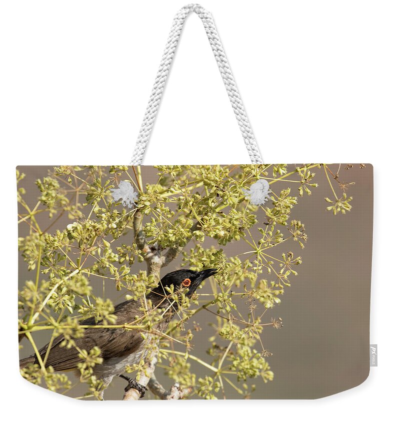 African Red-eyed Bulbul Weekender Tote Bag featuring the photograph African Red-eyed Bulbul by Belinda Greb