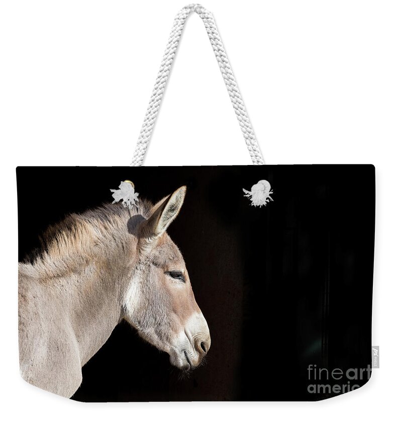 Conservation Weekender Tote Bag featuring the photograph African wild donkey side profile with space for text. Indigenous by Jane Rix