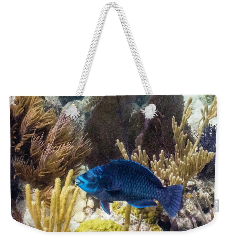 Animals Weekender Tote Bag featuring the photograph After Midnight by Lynne Browne