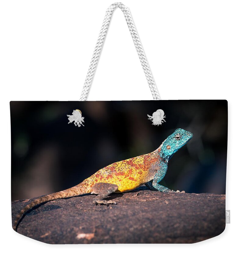 Namib Rock Agama Weekender Tote Bag featuring the photograph Agama planiceps by Peter Boehringer
