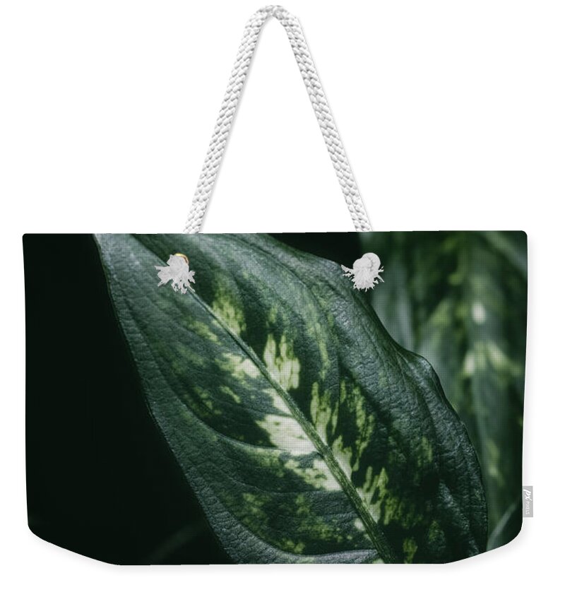 Decoration Weekender Tote Bag featuring the photograph Aglaonema houseplant leaves by Benoit Bruchez