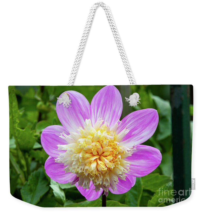 Alden Pearl Dahlias Weekender Tote Bag featuring the photograph Alden Pearl Dahlia, 2 by Glenn Franco Simmons