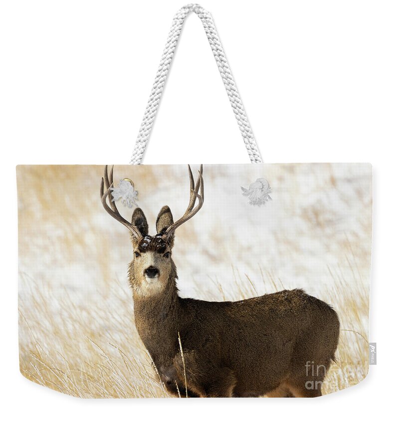 Deer Weekender Tote Bag featuring the photograph Alert Buck by Steven Krull